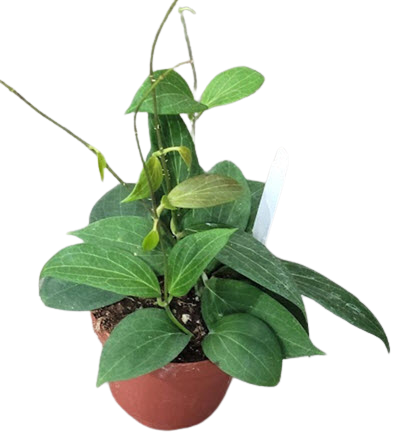 Pottsii